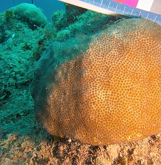Caribbean Research and Management of Biodiversity Foundation